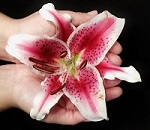 Therapeutic Hands Massage Therapy Logo